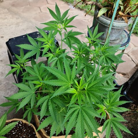 BC F2 CLONE #1 growlog timeline photo
