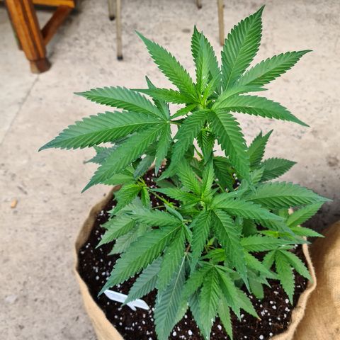ROYAL QUEEN HULKBERRY F1 MOTHER CLONE #02 growlog timeline photo