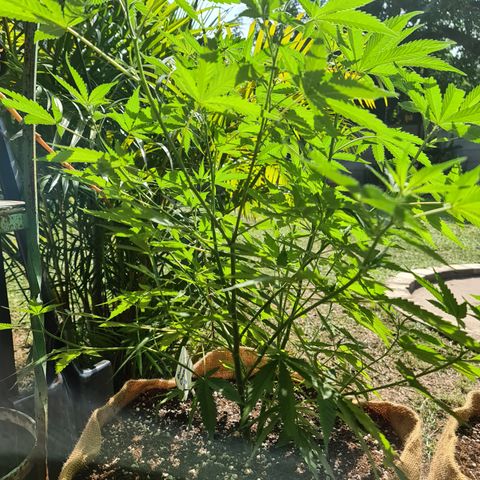 BC F2 CLONE #1 growlog timeline photo