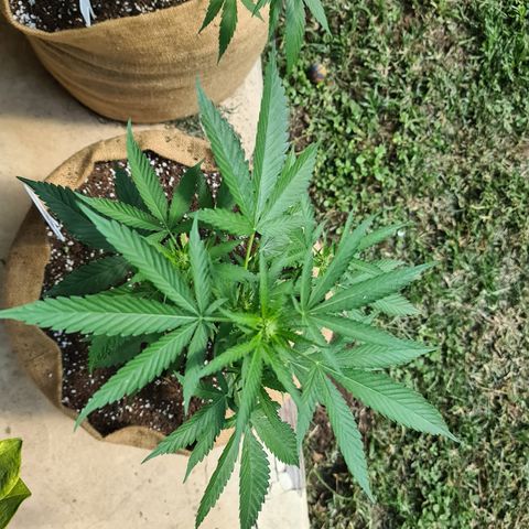 ROYAL QUEEN HULKBERRY F1 MOTHER CLONE #02 growlog timeline photo