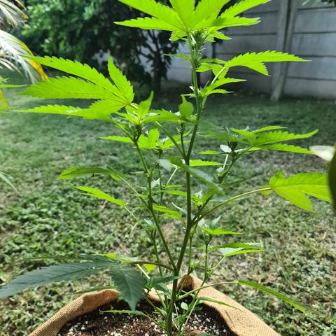 ROYAL QUEEN HULKBERRY F1 MOTHER CLONE #02 growlog timeline photo