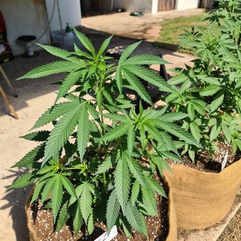 ROYAL QUEEN HULKBERRY F1 MOTHER CLONE #02 growlog timeline photo
