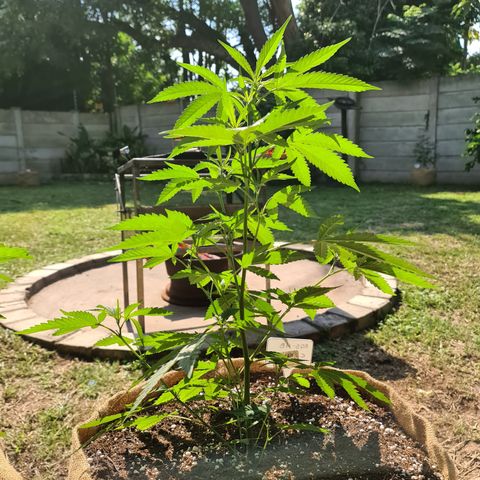 ROYAL QUEEN HULKBERRY F1 MOTHER CLONE #02 growlog timeline photo