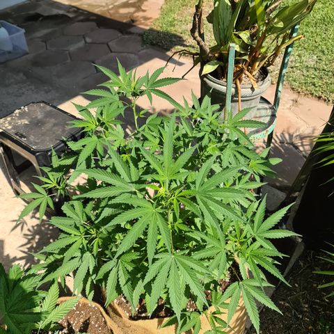 BC F2 CLONE #1 growlog timeline photo