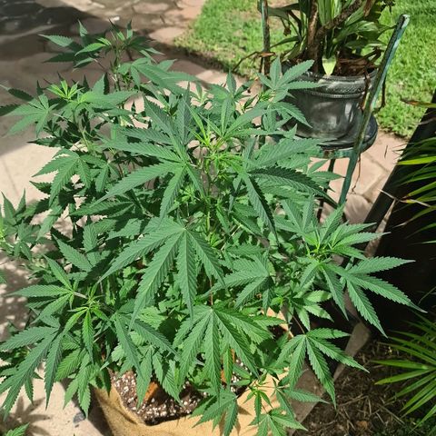 BC F2 CLONE #1 growlog timeline photo