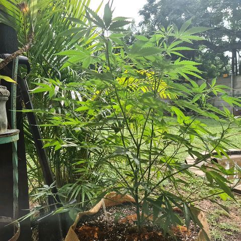 BC F2 CLONE #1 growlog timeline photo