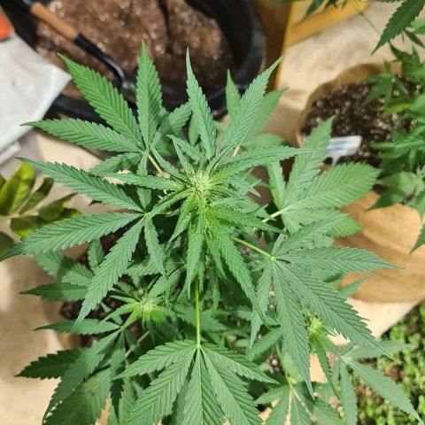 ROYAL QUEEN HULKBERRY F1 CLONE #01 growlog timeline photo
