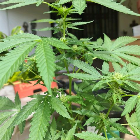 ROYAL QUEEN HULKBERRY F1 CLONE #01 growlog timeline photo