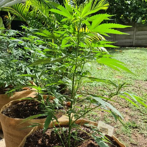 ROYAL QUEEN HULKBERRY F1 MOTHER CLONE #02 growlog timeline photo
