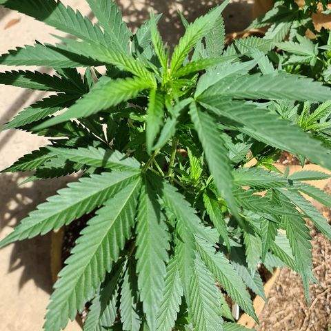 ROYAL QUEEN HULKBERRY F1 MOTHER CLONE #02 growlog timeline photo