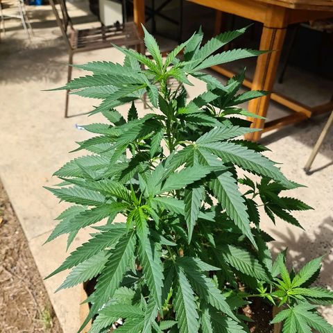 ROYAL QUEEN HULKBERRY F1 MOTHER CLONE #02 growlog timeline photo