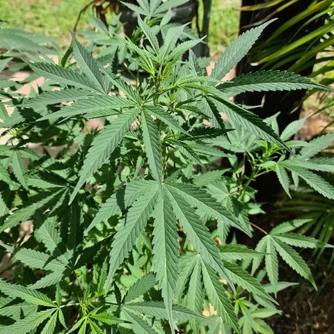 BC F2 CLONE #1 growlog timeline photo