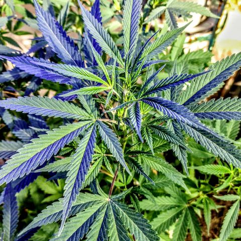 BC F2 CLONE #1 growlog timeline photo