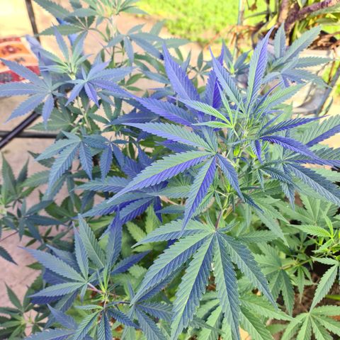 BC F2 CLONE #1 growlog timeline photo