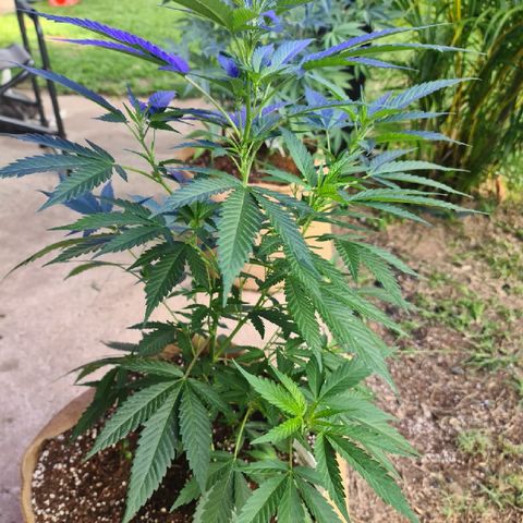 ROYAL QUEEN HULKBERRY F1 MOTHER CLONE #02 growlog timeline photo