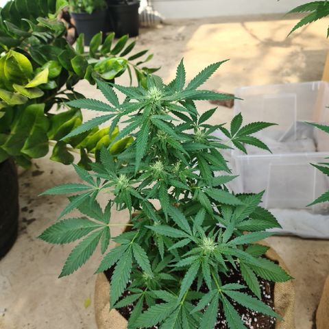 ROYAL QUEEN HULKBERRY F1 CLONE #01 growlog timeline photo