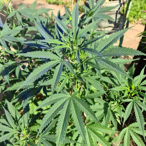 BC F2 CLONE #1 growlog timeline photo