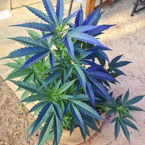ROYAL QUEEN HULKBERRY F1 MOTHER CLONE #02 growlog timeline photo