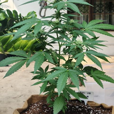 ROYAL QUEEN HULKBERRY F1 CLONE #01 growlog timeline photo
