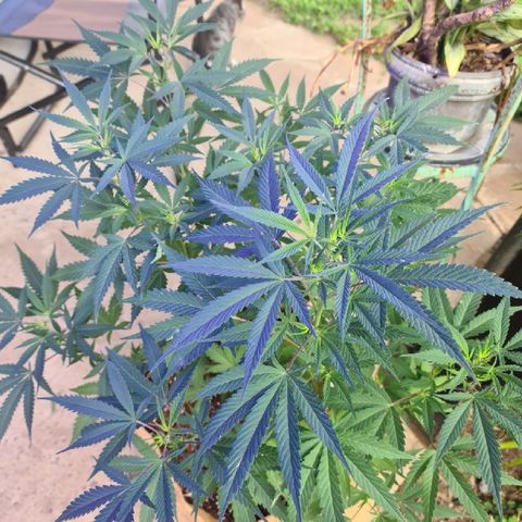 BC F2 CLONE #1 growlog timeline photo