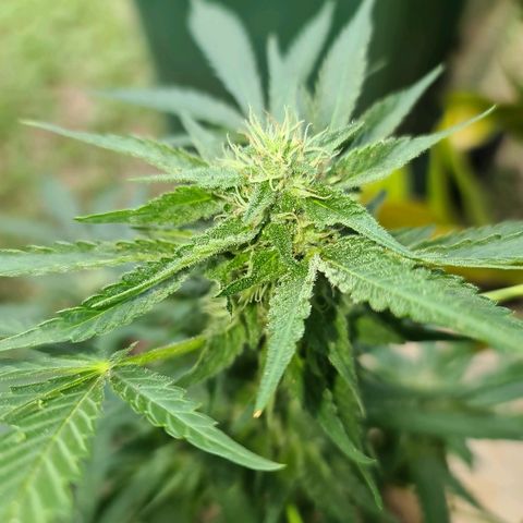 ROYAL QUEEN HULKBERRY F1 CLONE #01 growlog timeline photo