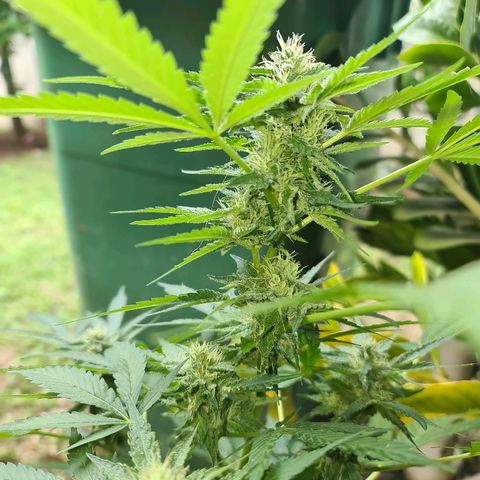 ROYAL QUEEN HULKBERRY F1 CLONE #01 growlog timeline photo