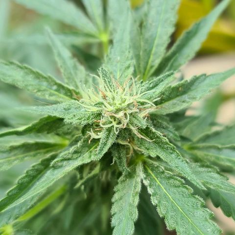 ROYAL QUEEN HULKBERRY F1 CLONE #01 growlog timeline photo