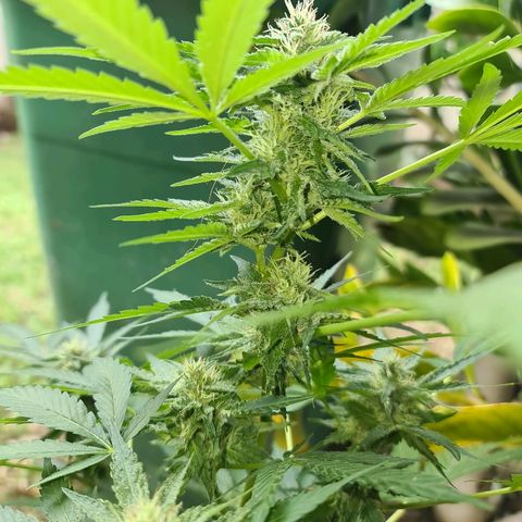 ROYAL QUEEN HULKBERRY F1 CLONE #01 growlog timeline photo