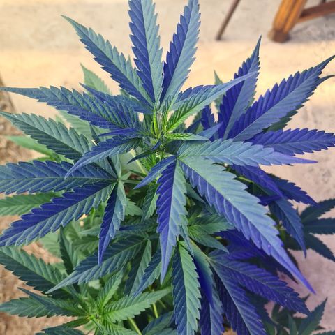 ROYAL QUEEN HULKBERRY F1 MOTHER CLONE #02 growlog timeline photo