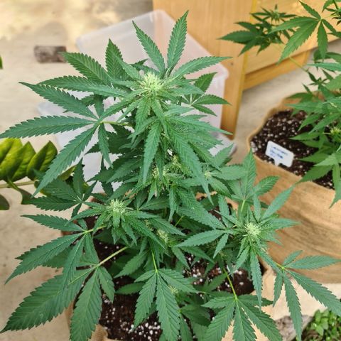 ROYAL QUEEN HULKBERRY F1 CLONE #01 growlog timeline photo