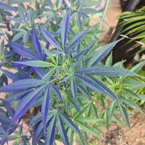 BC F2 CLONE #1 growlog timeline photo