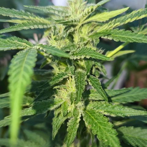 ROYAL QUEEN HULKBERRY F1 CLONE #01 growlog timeline photo