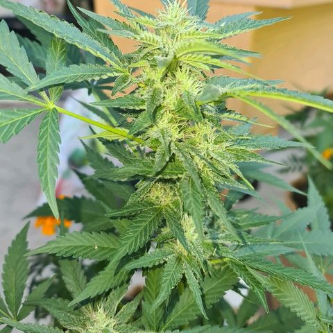 ROYAL QUEEN HULKBERRY F1 CLONE #01 growlog timeline photo