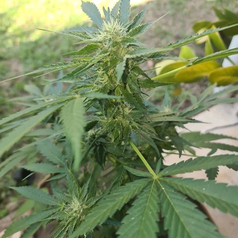 ROYAL QUEEN HULKBERRY F1 CLONE #01 growlog timeline photo