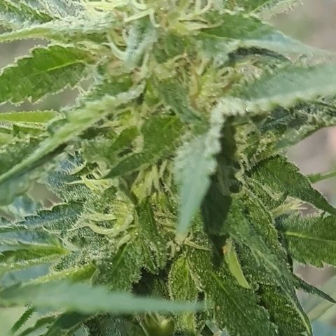 ROYAL QUEEN HULKBERRY F1 CLONE #01 growlog timeline photo