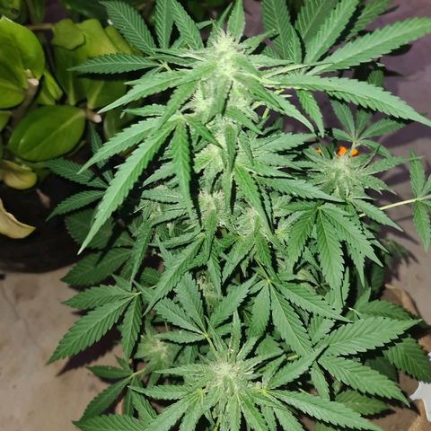 ROYAL QUEEN HULKBERRY F1 CLONE #01 growlog timeline photo