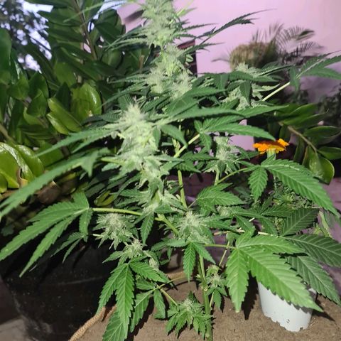 ROYAL QUEEN HULKBERRY F1 CLONE #01 growlog timeline photo