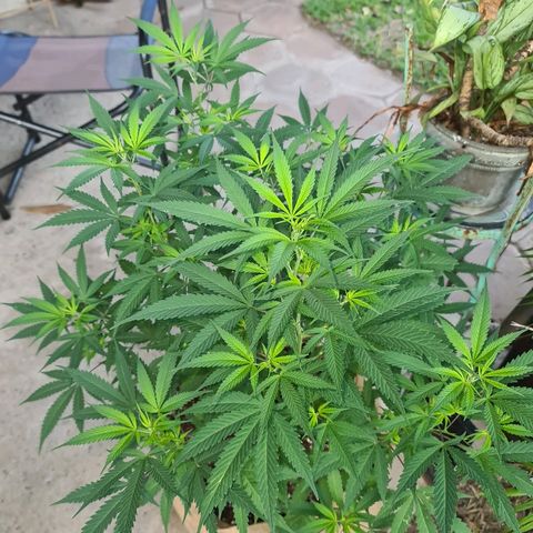 BC F2 CLONE #1 growlog timeline photo