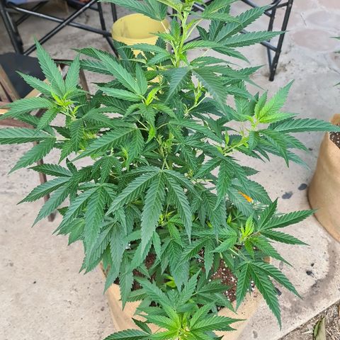 ROYAL QUEEN HULKBERRY F1 MOTHER CLONE #02 growlog timeline photo