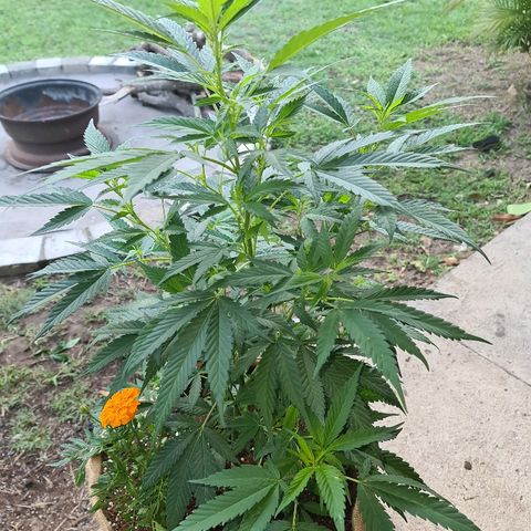 ROYAL QUEEN HULKBERRY F1 MOTHER CLONE #02 growlog timeline photo