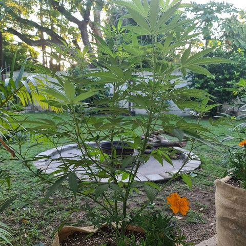 BC F2 CLONE #1 growlog timeline photo