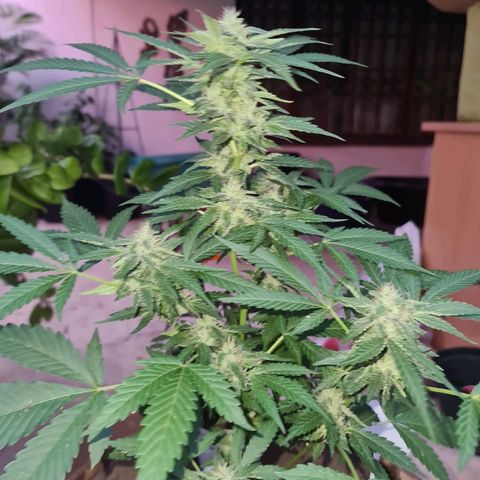 ROYAL QUEEN HULKBERRY F1 CLONE #01 growlog timeline photo