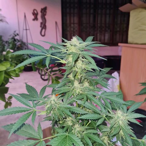 ROYAL QUEEN HULKBERRY F1 CLONE #01 growlog timeline photo