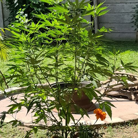 BC F2 CLONE #1 growlog photo: 1l compost tea