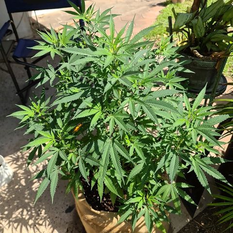BC F2 CLONE #1 growlog photo: 1l compost tea