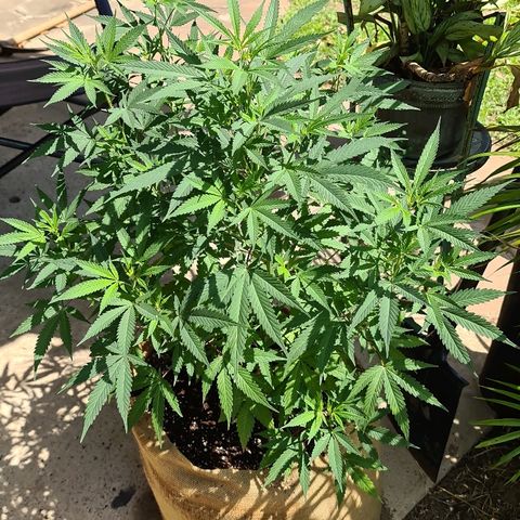 BC F2 CLONE #1 growlog photo: 1l compost tea