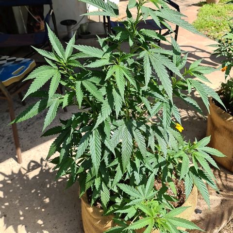 ROYAL QUEEN HULKBERRY F1 MOTHER CLONE #02 growlog timeline photo