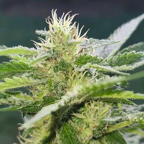 ROYAL QUEEN HULKBERRY F1 CLONE #01 growlog timeline photo