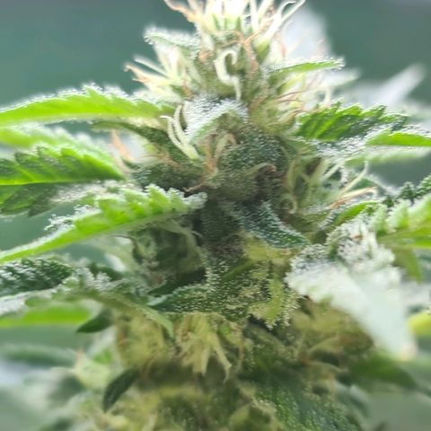 ROYAL QUEEN HULKBERRY F1 CLONE #01 growlog timeline photo