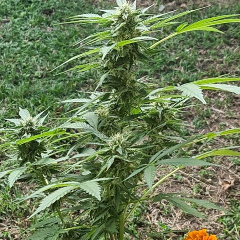 ROYAL QUEEN HULKBERRY F1 CLONE #01 growlog timeline photo